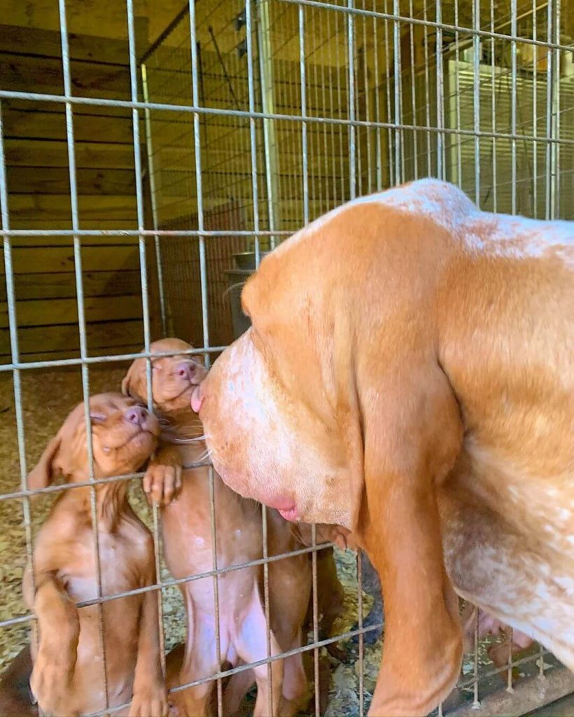 German Shorthaired Pointer Puppies, Vizsla Puppies, Bloodhound Puppies and Bracco Italiano Puppies - Canis Magnus Kennels