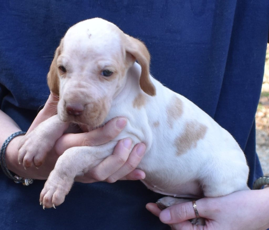 Bracco Italiano Puppies For Sale Bracco Italiano Puppy For Sale