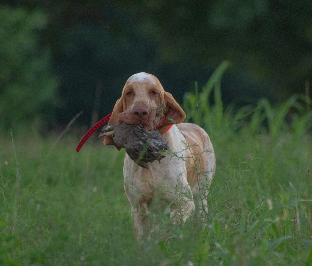 Bracco Italiano Puppies For Sale | Bracco Italiano Puppy For Sale