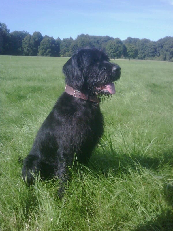 A Black Dog With a Collar Sits in a Grassy Field, Tongue Out, Against a Backdrop of Trees and a Clear Blue Sky, Enjoying the Outdoors.