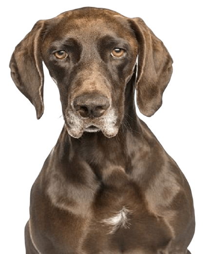 A Brown Dog Sitting Calmly Against a Solid Black Background.