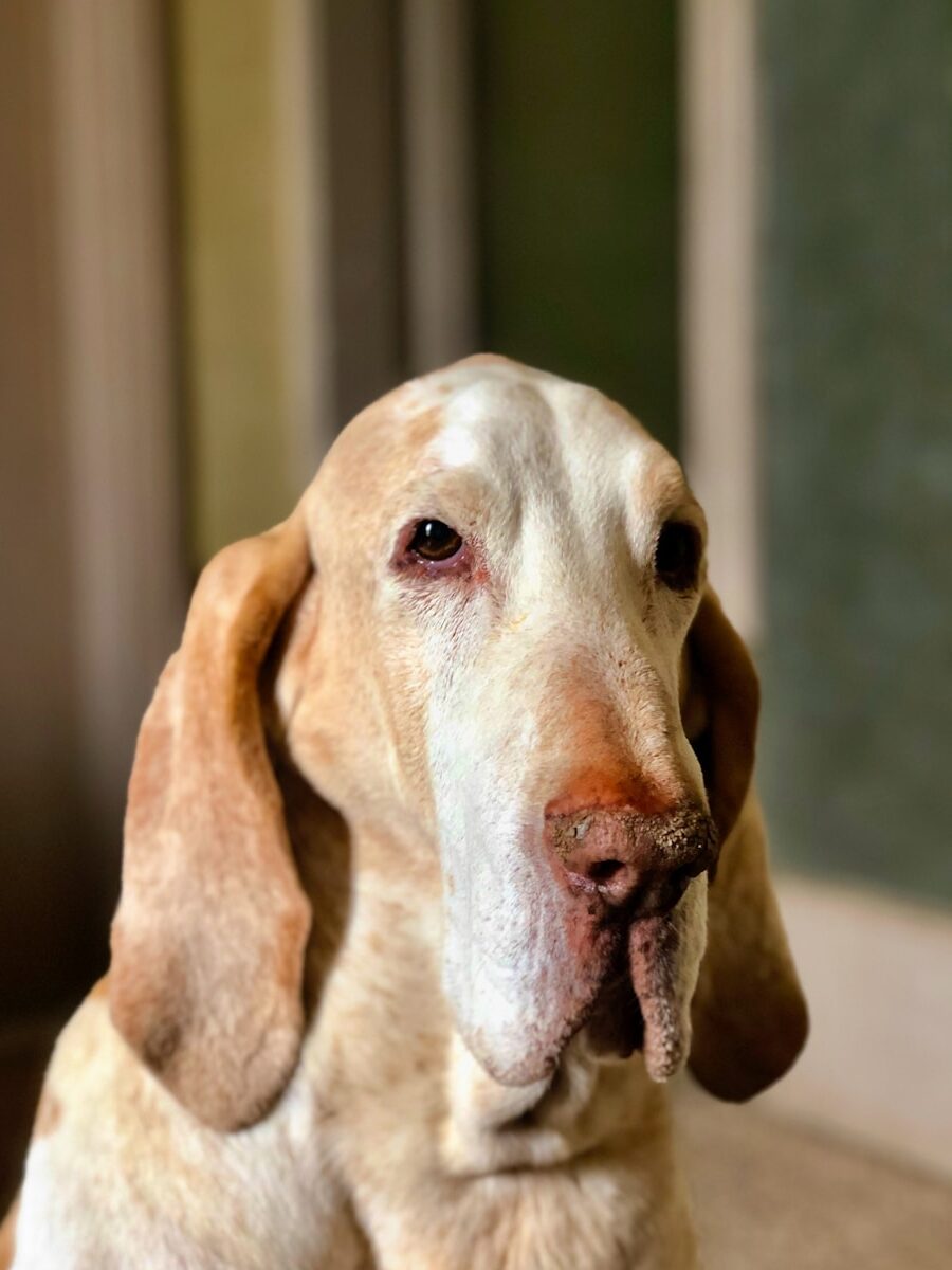 Brown and White Short Coated Dog