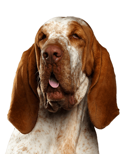 A Playful Dog With Its Tongue Out and Eyes Closed, Enjoying a Moment of Happiness.