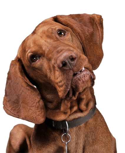 A Dog Playfully Wearing a Collar on Its Head, Looking Curiously at the Camera.