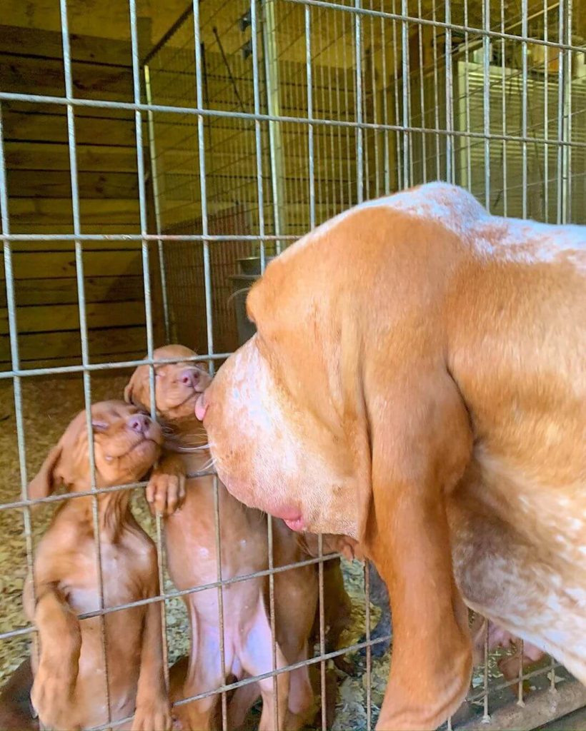 A Dog Gazes Curiously at a Puppy Inside a Cage, Showcasing a Moment of Interaction Between the Two Animals.
