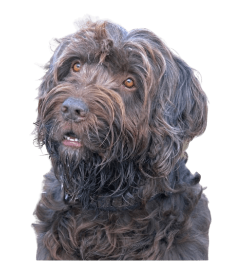 A Long-Haired Brown Dog Wearing a Collar, Sitting Attentively With a Friendly Expression.