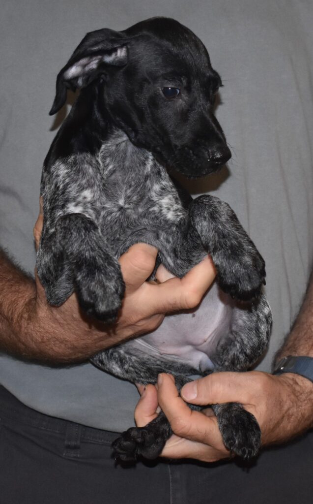 A Man Gently Cradles a Small Black Dog in His Hands, Showcasing a Moment of Affection Between Them.