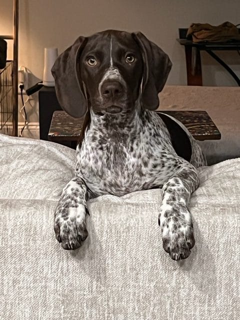 Shorthaired Pointer