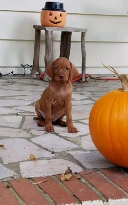anny-from-charlotte-first-vizsla-sold_1_orig