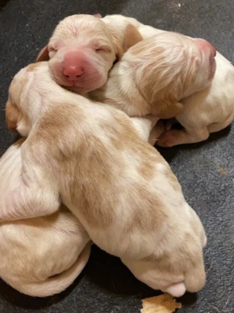 Canis Magnus | Bracco Italiano Puppies For Sale | Georgia